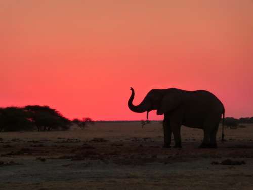 African Elephant National Park Safari