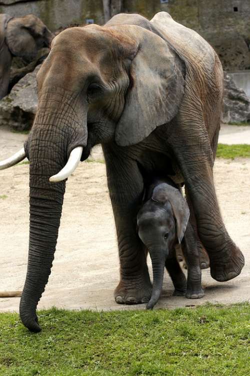 African Bush Elephant Mother With Young