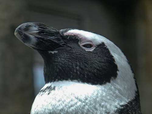 African Penguin Aves Head Spheniscus Demersus Bird