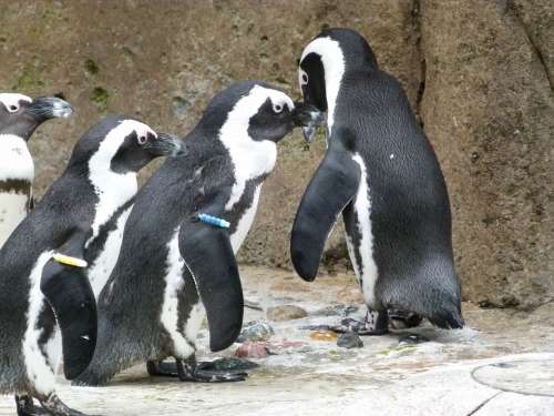 African Penguin Aves Group Spheniscus Demersus Bird