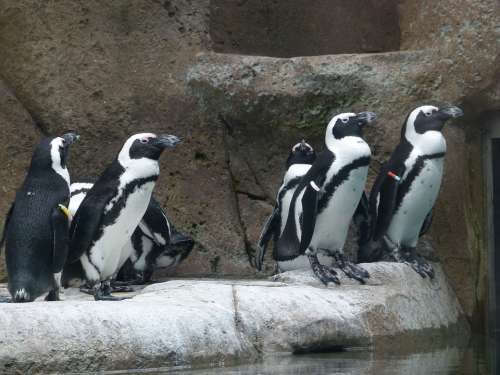 African Penguin Aves Group Spheniscus Demersus Bird