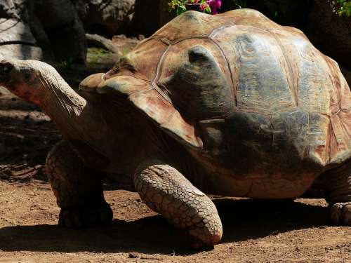 African Spurred Tortoise Turtle Large Giant Tortoise