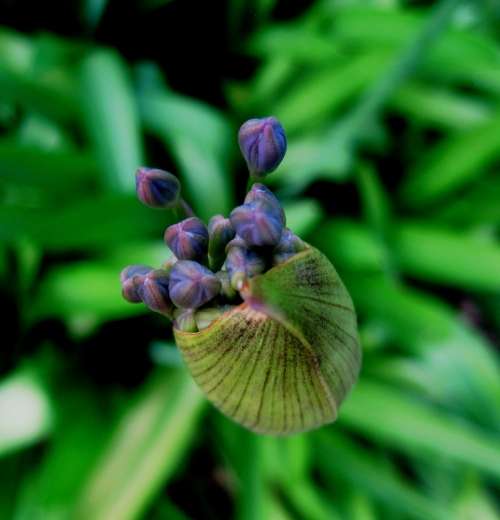 Agapanthus Flower Florets Bud Capsule Blue