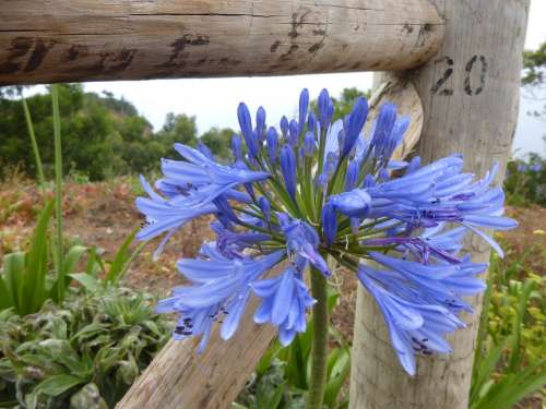 Agapanthus Blue Flower Wood Fence Blossom Bloom