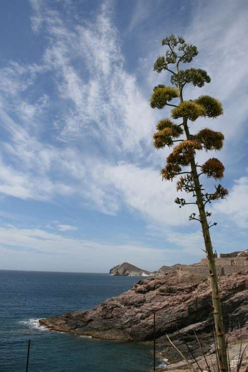 Agave Flowering Henequen Cabo De Gata Almeria