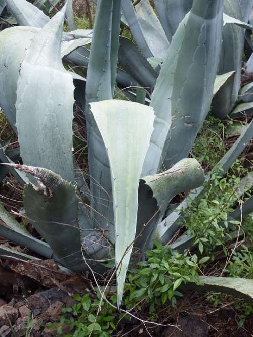 Agave Cactus Succulent Plant