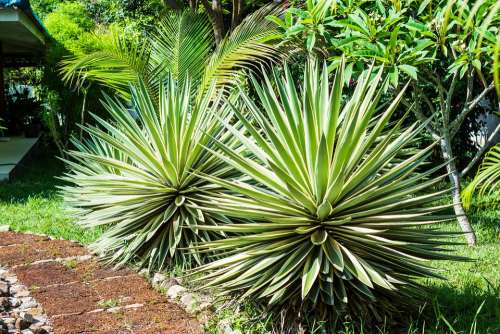 Agave Agavengewächs Plant Prickly