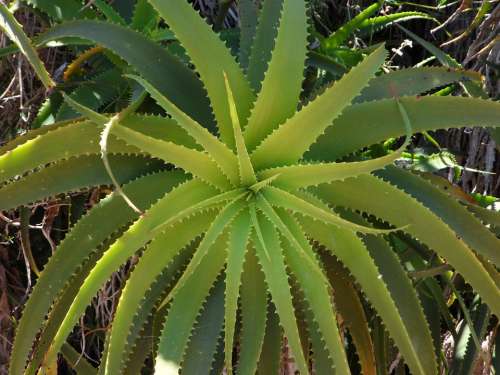 Agave Green Plant Flora Leaves Smart Jagged