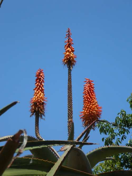 Agave Inflorescence Candles Plant Blossom Bloom
