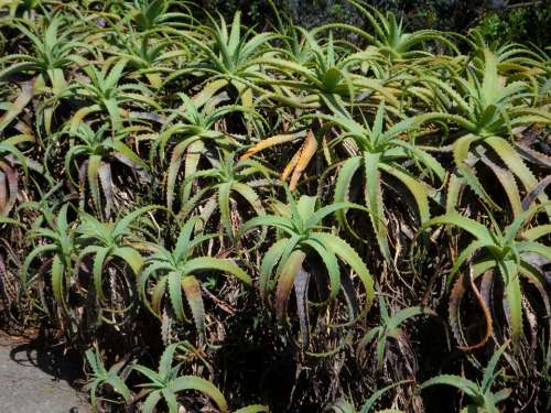 Agave Aloe Plant Exotic Mediterranean South Flora
