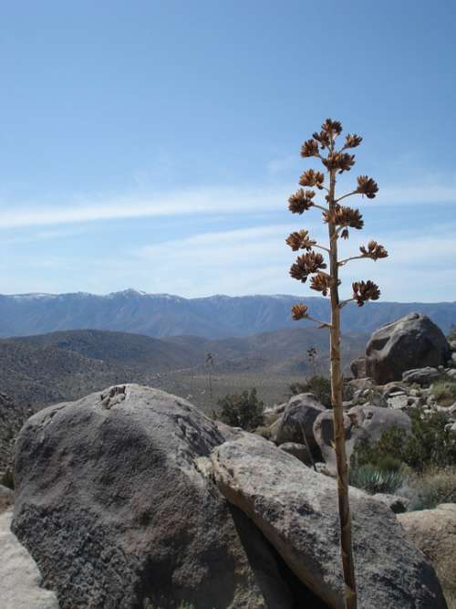 Agave Pita Plant Desert Rocks Landscape America
