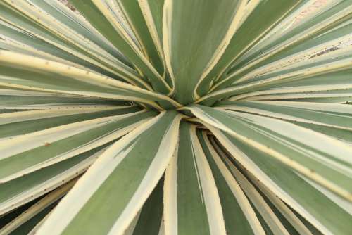 Agave Cactus Leaves Plant Green Nature Flora