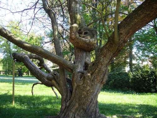 Age Tree Nature Park Pillnitz