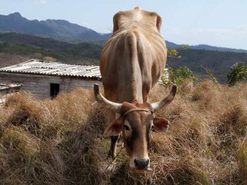 Agriculture Farm Animal Cow Rural Livestock