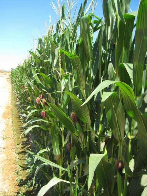 Agriculture Corn Harvest Cereals