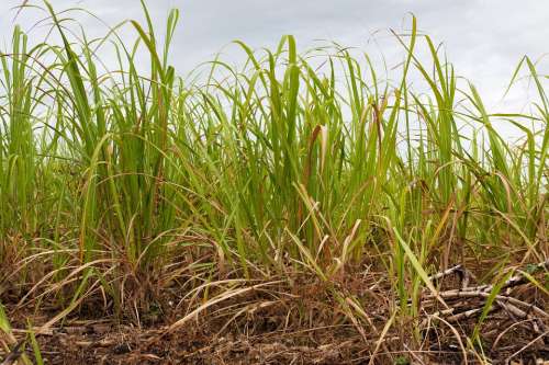 Agriculture Sugar Cane Crop Farming Field Grass