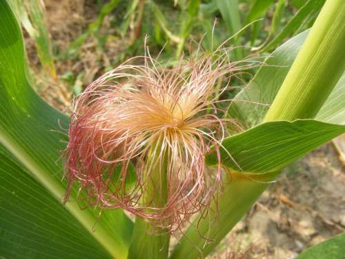Agriculture Cob Corn Fuchsia Green Hair Raw Silk