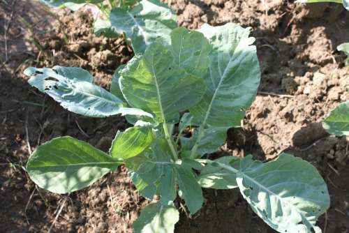 Agriculture Cabbage Culture Garden Green Seedling