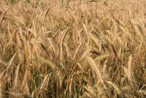 Agriculture Cereals Curved Ears Filed Golden Ripe