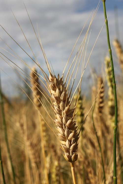 Agriculture Bread Cereals Close-Up Ear Grain