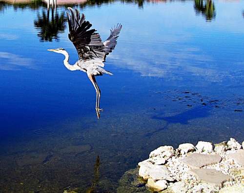 Airborne Great Blue Heron Great Blue Heron Bird