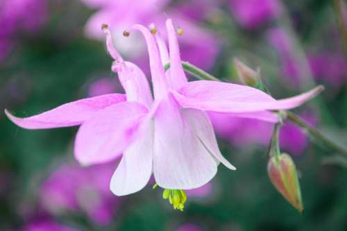 Akelei Pink Flower Pink Flower Nature Garden Plant