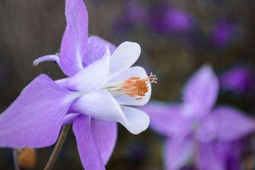 Akelei Purple Flower Garden Plant Aquilegia Nature