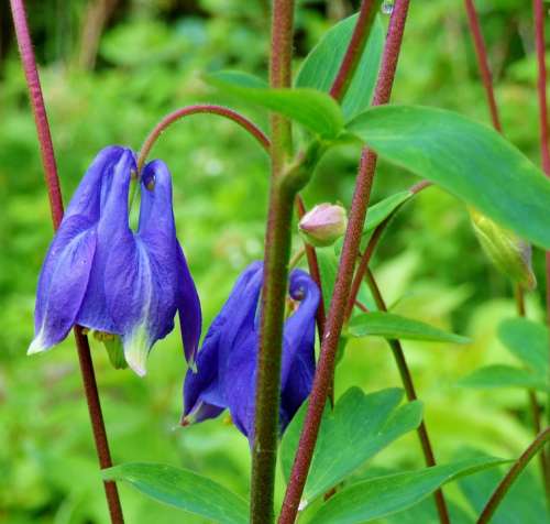Akelei Flower Blue Garden