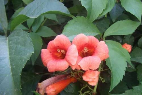 Alanya Flowers Flower Plant