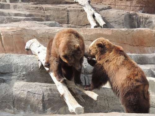 Alaskan Brown Bear Brown Bear Bear Zoo Animal
