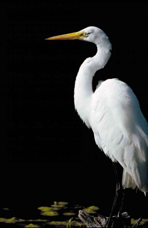 Alba Ardea Standing Side From Great Bird Egret