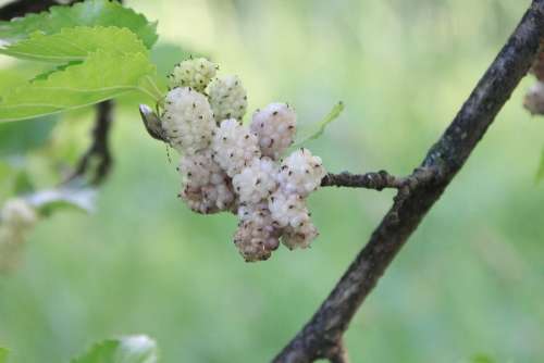 Alba Morus Mulberry White Fruit Plants