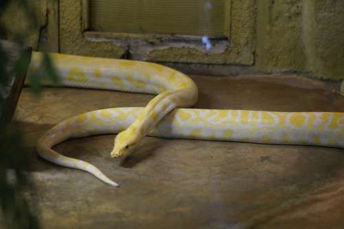 Albino Snake Snake Albino Pattern Zoo Terrarium