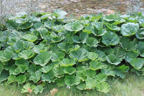 Albus Butterbur Giant Gorj Green Hybridus Leaves