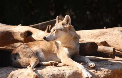 Alert Fox Resting Staring Wildlife Wolf