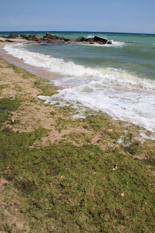 Algae Beach Covered Green Sea Seaweed Water