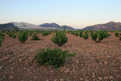 Algueña Alicante Vine Wine Vineyard Grapevine