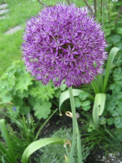 Alium Onion Plant Purple Garden Plant Flower Leek