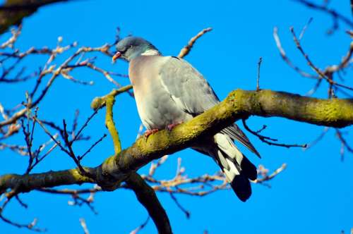 Alive Alone Animal Avian Beak Beautiful Bird