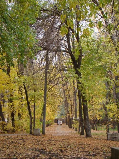 Alley Trees City Park Autumn Track Listopad