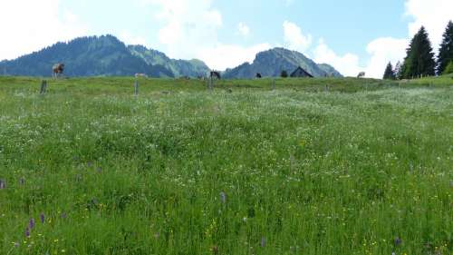 Allgäu Alpe Meadow Cows Mountains Cattle Nature