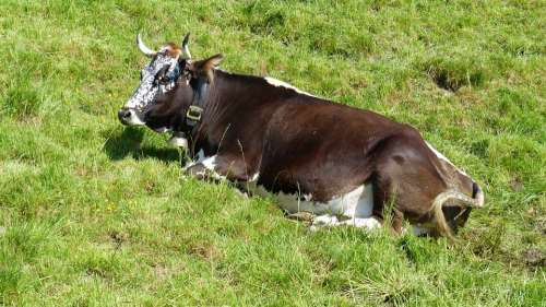 Allgäu Cow Ruminant Dairy Cattle Head