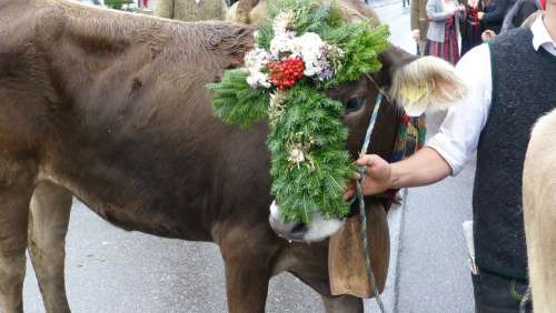 Allgau Pfronten Viehscheid Cows Tradition