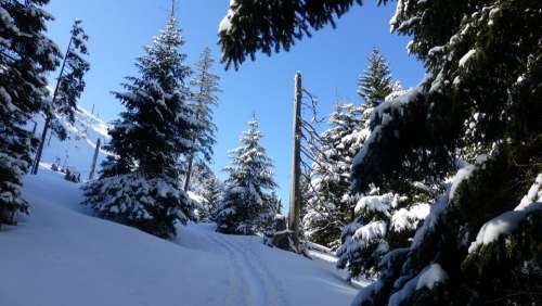 Allgäu Winter Snow Forest Trees Sky Blue Sun