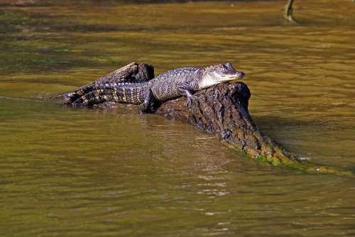 Alligator Swamp Bayou Animal Crocodile Louisiana