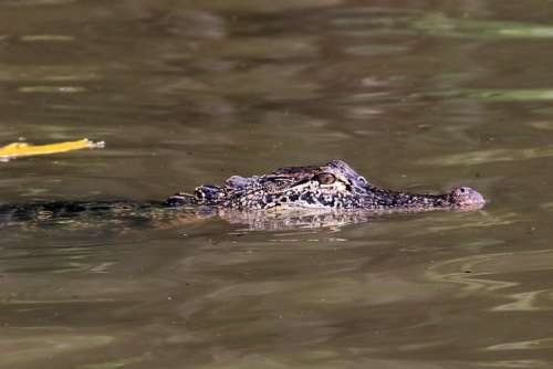 Alligator Swamp Bayou Animal Crocodile Louisiana