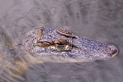 Alligator Gator Head Water Lake Wildlife Swamp