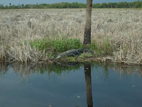 Alligator Everglades Crocodile Animal Hir