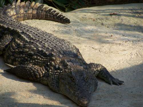 Alligator Crocodile Reptile Zoo