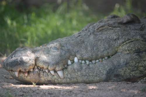 Alligator Crocodile Foot Reptile Head